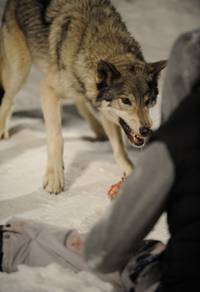 Кадр Замёрзшие