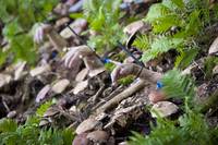 Кадр Ганнибал