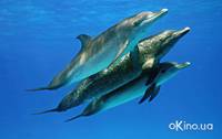 Кадр Дельфины и киты 3D