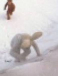 Беги кролик беги