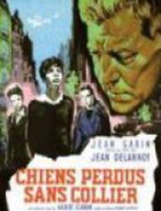 Бродячие собаки без ошейников