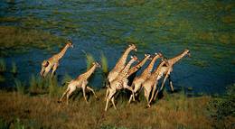 Кадр из фильма "Окаванго 3D. Африканское сафари" - 2