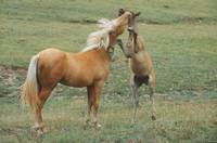 Кадр Мельбурнский кубок