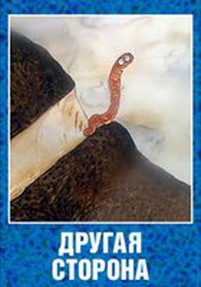 Другая сторона