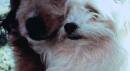 Кадр из фильма "Ради любви к Бенджи" - 1