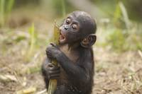 Кадр Бонобо