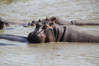 Кадр Африканское сафари 3D