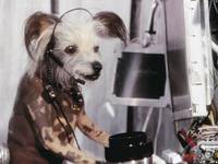 Кадр Кошки против собак