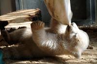 Кадр Кнут и его друзья