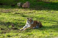 Кадр Мы купили зоопарк