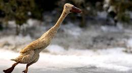 Кадр из фильма "Петя и волк" - 1