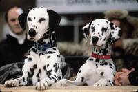 Кадр 102 далматинца