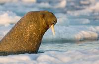 Кадр Мишка на севере