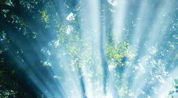 Кадр из фильма "Song from the Forest" - 2