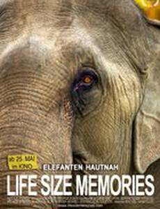 Слоны как они есть