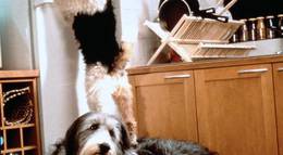 Кадр из фильма "Эркюль и Шерлок против мафии" - 2