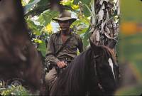 Кадр The Bridge in the Jungle