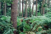 Кадр Как я теперь люблю