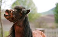 Кадр Бешеные скачки