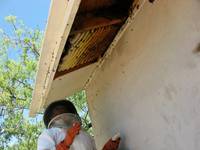 Кадр Больше чем мед