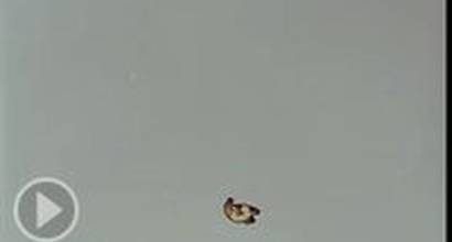 Мультфильм