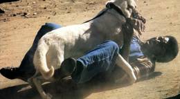 Кадр из фильма "Белая собака" - 2