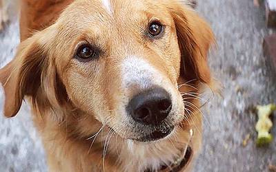 Стоит ли смотреть: «Собачья жизнь» («Жизнь и цель собаки»)