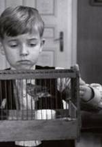 Тибо Серье фото