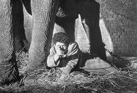 Кадр Тревога в цирке