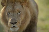 Кадр Путешествие Гектора в поисках счастья