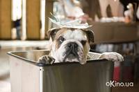 Кадр Отель для собак