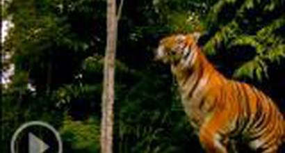 Вступительные титры