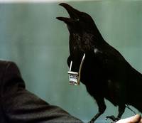 Кадр Румбурак