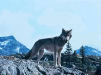 Кадр Не зови волков