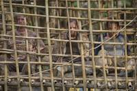 Кадр Рэмбо IV