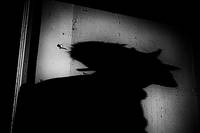 Кадр Tempus Tormentum