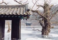 Кадр Весна, лето, осень, зима... и снова весна