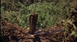 Кадр из фильма "Копи царя Соломона" - 1