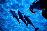 Кадр Атлантис