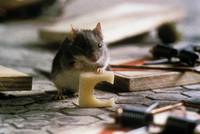 Кадр Мышиная охота