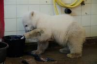 Кадр Кнут и его друзья