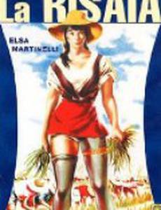 Рисовое поле