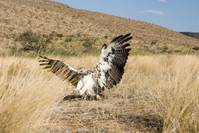 Кадр Сурикаты