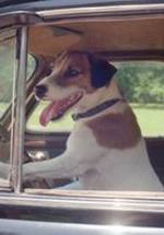 Пёс Энцо фото