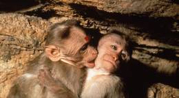 Кадр из фильма "Страна обезьян" - 1