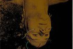 Другие ипостаси