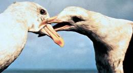 Кадр из фильма "Чайка по имени Джонатан Ливингстон" - 2