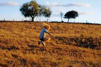 Кадр Дерево