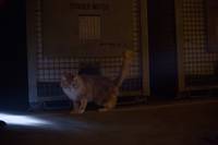 Кадр Голодные игры: Сойка-пересмешница. Часть I