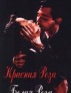 Красная роза, белая роза